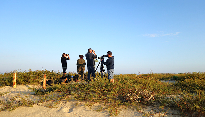 Pointe du Cap Ferret : participez à l’étude de la migration à nos côtés !